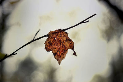 Close-up of dry leaf on twig