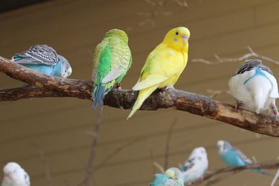 Low angle view of parrots perching on branch