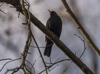 Low angle view of bird perching on snow