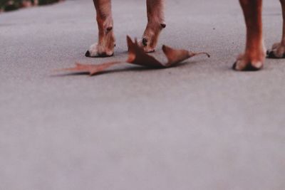 Low section of man walking outdoors