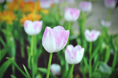 Close-up of purple crocus flowers on field
