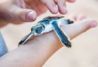 Close-up of person holding hands