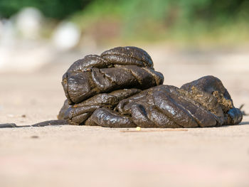 Close-up of shell on land