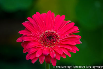 Close-up of red flower blooming outdoors