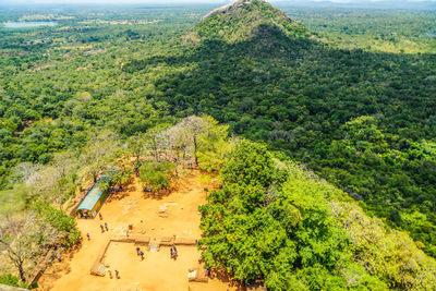 High angle view of trees on mountain