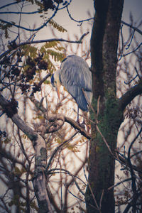 Close-up of bird perching on tree against sky