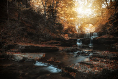 River amidst trees in forest during autumn