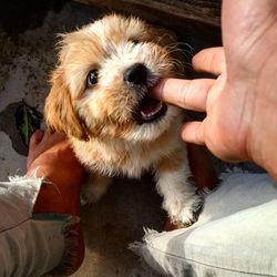 Close-up of woman holding puppy