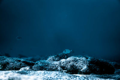 View of turtle swimming in sea