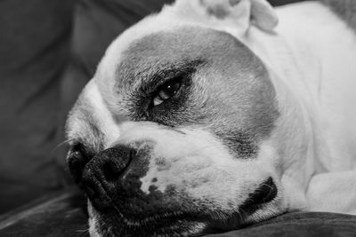 Close-up of dog lying down