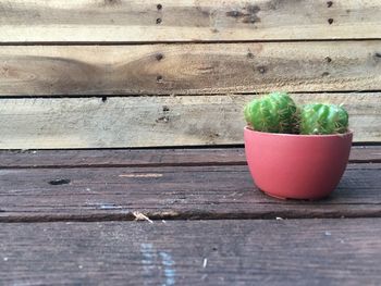 High angle view of potted plants on table