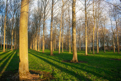 Trees in forest