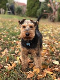 Portrait of dog on field during autumn