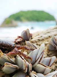 Close-up of shells on beach