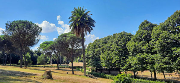 Trees on field against sky