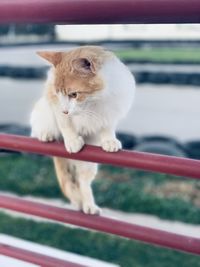 Close-up of cat looking through railing