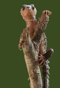 Close-up of a lizard against blurred background