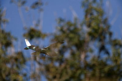 Low angle view of bird flying in sky