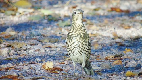 Close-up of bird