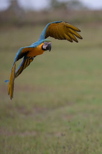 Close-up of a bird flying