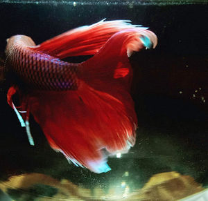 Close-up of fish swimming in sea