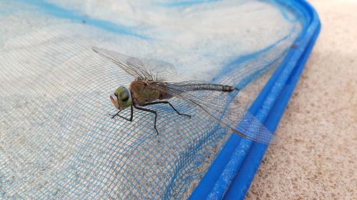 Close-up of dragonfly