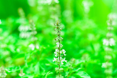 Close-up of flowering plant on field