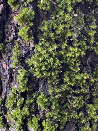 Full frame shot of moss growing on tree