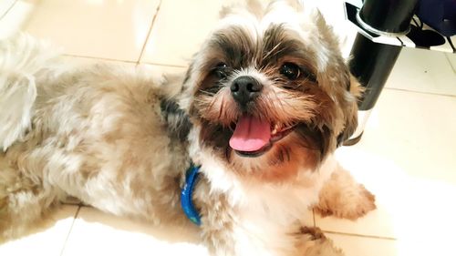 Close-up portrait of dog sticking out tongue