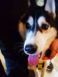 Close-up portrait of dog