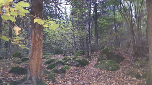 Close-up of moss growing on tree trunk in forest