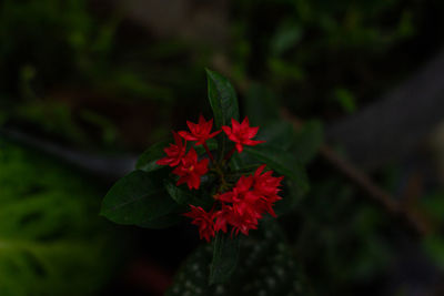 Close-up of red flowering plant