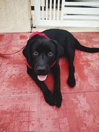 Portrait of black dog relaxing on tiled floor