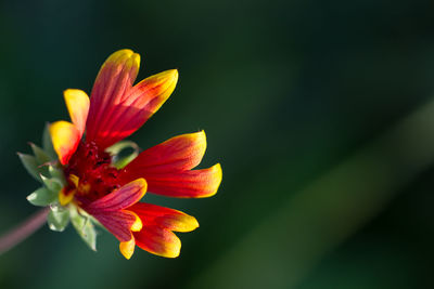 Close-up of yellow flower