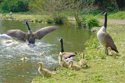 Ducks in the lake