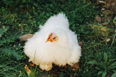 High angle view of white hen on land