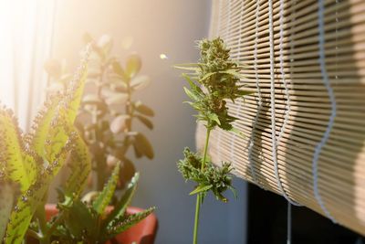 Close-up of potted plant against window