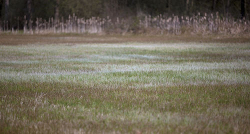 Grass on field