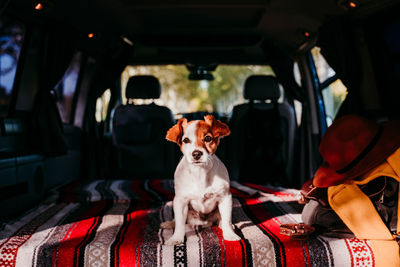 Portrait of dog sitting in car