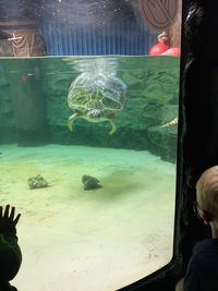 Fish swimming in aquarium