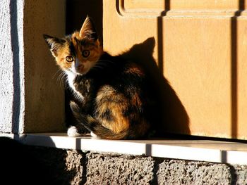 Cat looking away
