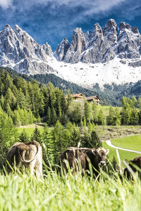 Cows grazing on grassy field against mountains at vilnoss valley