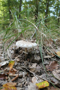 Close-up of mushroom growing on field