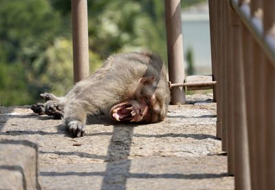 Monkey relaxing outdoors