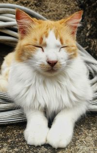 Close-up of cat sitting outdoors
