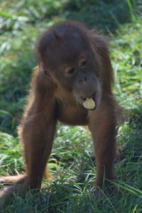 Monkey looking away on field