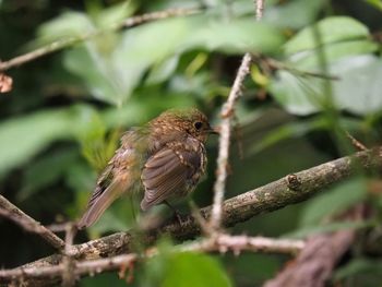 Close-up of bird perching on branch