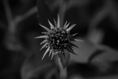 Close-up of flower against blurred background