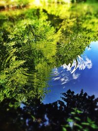 Reflection of trees in water