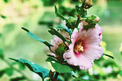 Close-up of pink flowering plant